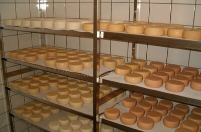 Hof Lackenbauer Ein Raum mit mehreren Regalen, auf denen viele runde Käselaibe in verschiedenen Farben stehen. Die Käselaibe sind sorgfältig angeordnet und scheinen frisch zubereitet zu sein.