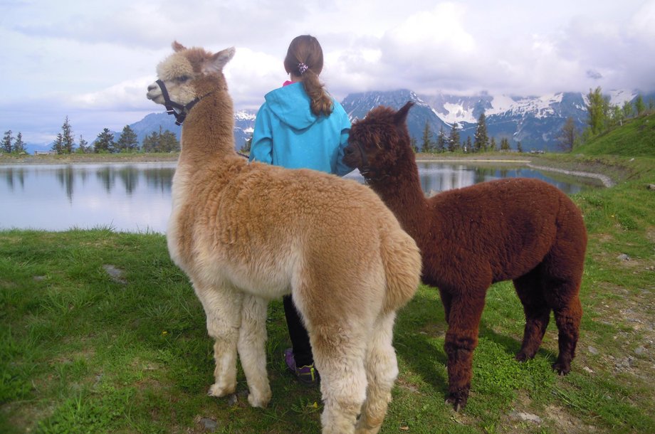 Alpaka.jpg