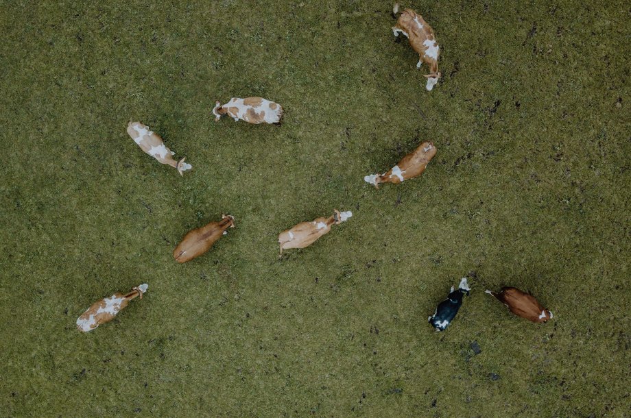Kuhlinarik-Sommer.jpg