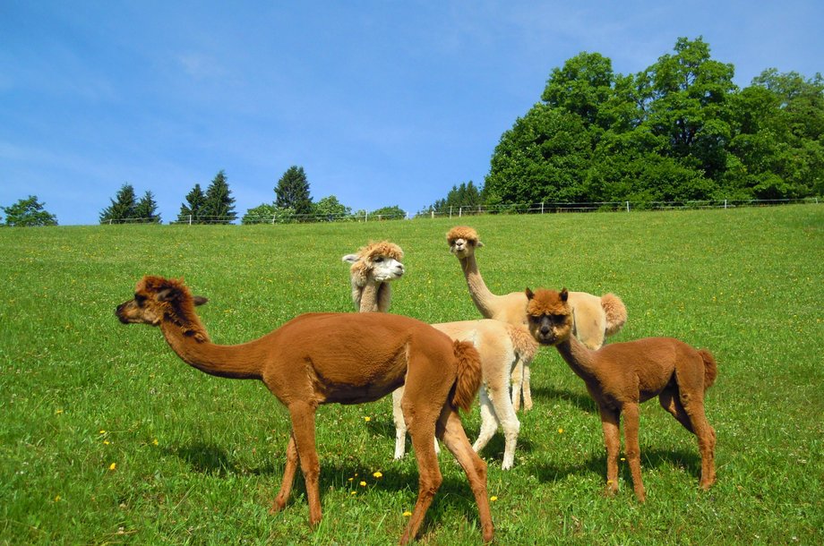 Alpaka-Sommer.jpg