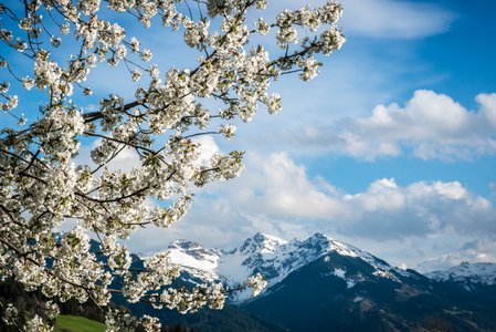 Frühling ist's - wunderschön, wenn wieder alles blüht. Bald ist auch der letzte Schnee geschmolzen. ©Michael Werlberger | Kitzbühel Tourismus